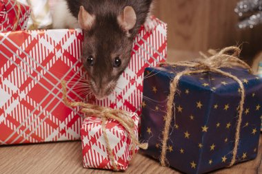 Fare yeni yılın sembolüdür. Gri sıçan hediye kutularına bakar. Hediye kutusundaki komik küçük fare. 2020 'nin sembolü..