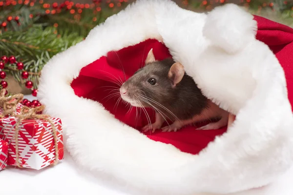 Bonita rata blanca doméstica en una decoración de Año Nuevo. Una rata linda está sentada en el sombrero de Santa junto a ella son cajas con regalos y decoraciones de Año Nuevo.Año de la rata linda. Primer plano de rata. Foto para el calendario . — Foto de Stock