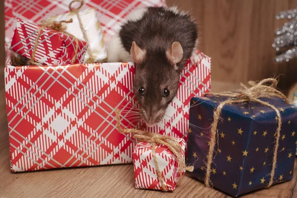 La rata es un símbolo del nuevo año. Una rata linda se sienta en una caja con regalos y celebra el nuevo año.Regalo para el Año Nuevo de la Rata. Símbolo chino de año nuevo — Foto de Stock