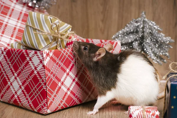 Símbolo de Año Nuevo 2020 rata blanca. Linda rata con Navidad decorada . — Foto de Stock