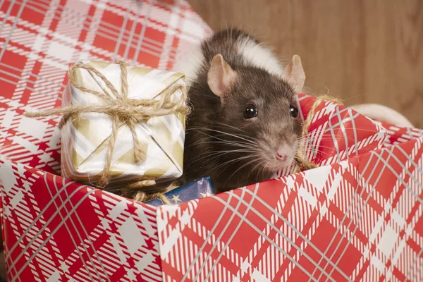 Słodki szczur w pudełku z prezentami noworocznymi. Symbol nowego roku.Szary świąteczny szczur siedzi w pudełku z prezentami. Nowy Rok i Boże Narodzenie. — Zdjęcie stockowe