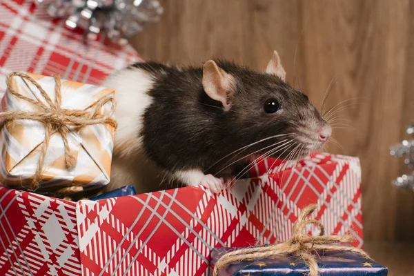 Rat is een symbool van het nieuwe jaar.Grijze rat kijkt naar geschenkdozen.Grappig klein rat in een geschenkdoosje. Symbool van het jaar 2020. — Stockfoto