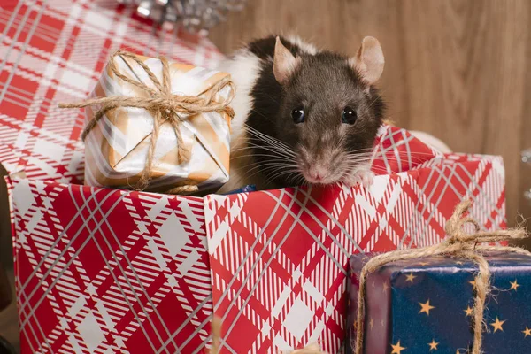 Il ratto è un simbolo del nuovo anno. Un ratto carino si siede in una scatola con regali e celebra il nuovo anno.Regalo per il nuovo anno del topo. Simbolo di Capodanno cinese — Foto Stock