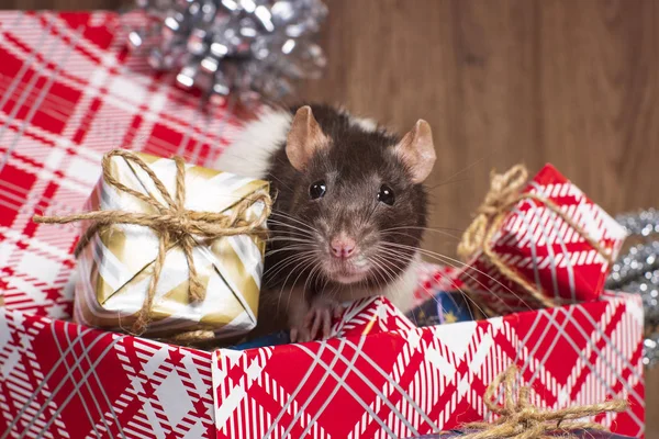 La rata es un símbolo del nuevo año 2020 está sentado en una caja. Año nuevo mood.Christmas tarjeta. Feliz Año Nuevo. Rata gris mira cajas de regalo . — Foto de Stock