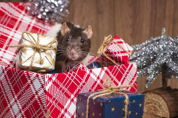 La rata es un símbolo del nuevo año.La rata gris mira las cajas de regalo.Rata divertida en una caja de regalo. Símbolo del año 2020 . — Foto de Stock