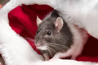 Şirin fare Noel Baba şapkasının içinde oturuyor. 2020 yılının sembolü. Sıçan! Yeni yıl konsepti, Noel Baba şapkası içinde kırmızı hediye kutusu olan bir fare.
