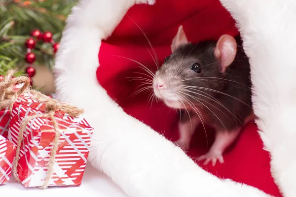 Una pequeña rata esponjosa se sienta en una caja de regalo festiva. Sombrero de Navidad Santa Claus en un animal.Una pequeña rata gris está sentada en un sombrero de Santa junto a cajas con regalos. Concepto de Año Nuevo. Año de la Rata 2020 . — Foto de Stock