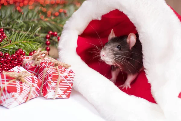 Primer plano de rata linda se ve fuera de sombrero de Navidad rojo. La rata es el símbolo 2020 Año Nuevo. Linda rata está sentada en un sombrero de Navidad junto a regalos y decoraciones de Año Nuevo y regalos. Concepto de Año Nuevo . — Foto de Stock
