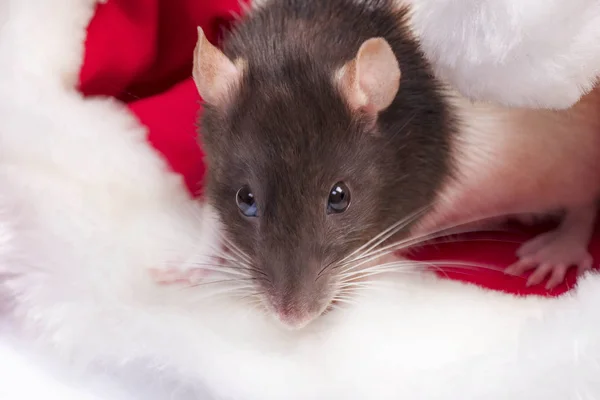 Il ratto carino è seduto nel cappello di Babbo Natale. Simbolo del nuovo anno 2020. Un topo. Nuovo concetto di anno, ratto all'interno del cappello di Babbo Natale con scatola regalo rossa — Foto Stock