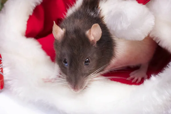 Linda rata blanca doméstica en una decoración de Año Nuevo. Una rata linda está sentada en el sombrero de Santas al lado de ella son cajas con regalos y decoraciones de Año Nuevo. Primer plano de rata. Foto para el calendario . — Foto de Stock