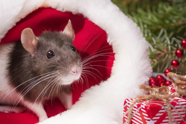 Милая белая домашняя крыса в новогоднем декоре. Симпатичная крыса сидит в шляпе Сантас рядом с ней коробки с подарками и Новый год decorations.Year милой крысы. Крыса крупным планом. Фото для календаря . — стоковое фото