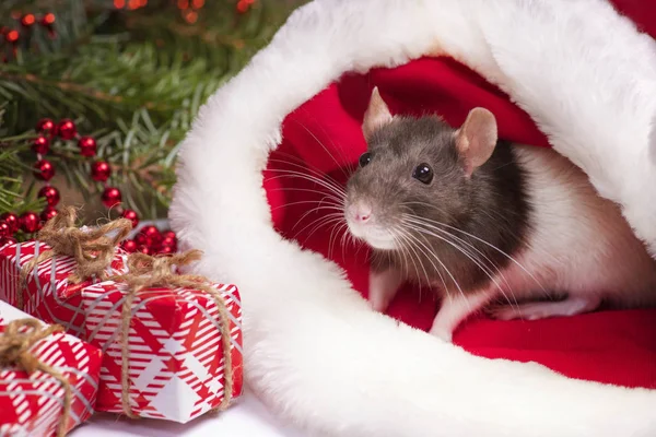 Primer plano de rata linda se ve fuera de sombrero de Navidad rojo. La rata es el símbolo 2020 Año Nuevo. Linda rata está sentada en un sombrero de Navidad junto a regalos y decoraciones de Año Nuevo y regalos. Concepto de Año Nuevo . — Foto de Stock