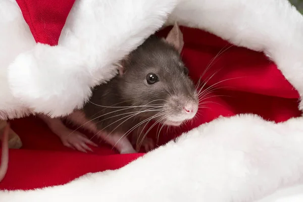 Concepto de Año Nuevo. Año de la Rata 2020.Lindo símbolo de rata gris y blanca del nuevo año 2020 se sienta y se esconde en el sombrero rojo de Santa Claus — Foto de Stock