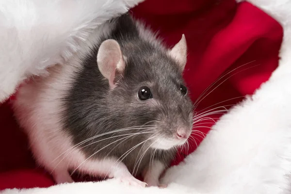 Bonita rata sentada en el sombrero de Santas de cerca. Año de la rata linda . — Foto de Stock