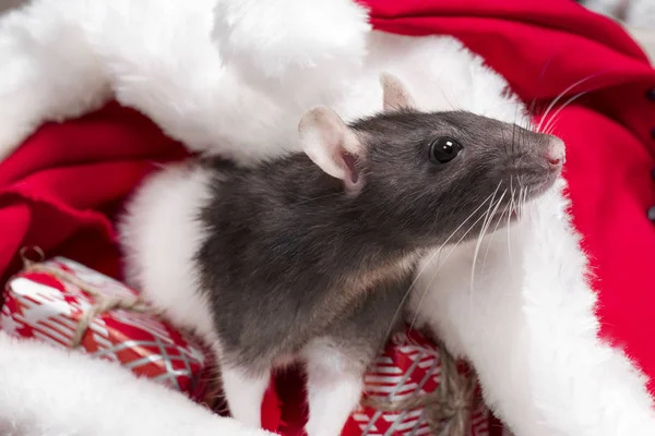 Una rata linda está sentada en el sombrero de Santas. Símbolo del nuevo año 2020. Rata. Concepto de Año Nuevo, rata dentro del sombrero de Santas con caja de regalo roja — Foto de Stock