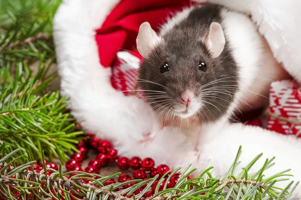 Year of the cute rat.Cute rat sitting in Santa 's hat close up. Cute domestic rat in a New Year' s decor. Символ 2020 года - крыса . — стоковое фото
