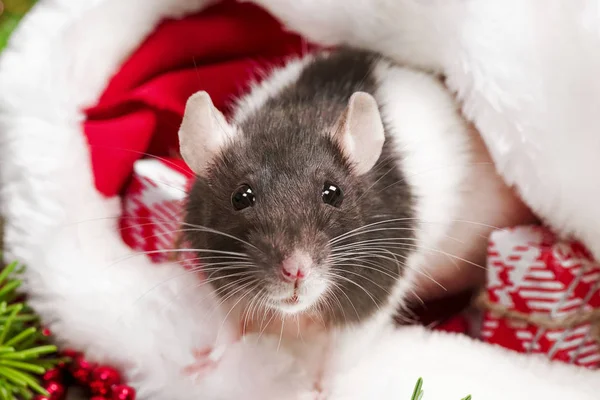 Una rata linda está sentada en el sombrero de Santa. Símbolo del nuevo año 2020. Rata. Concepto de Año Nuevo, rata dentro del sombrero de Santa con caja de regalo roja — Foto de Stock