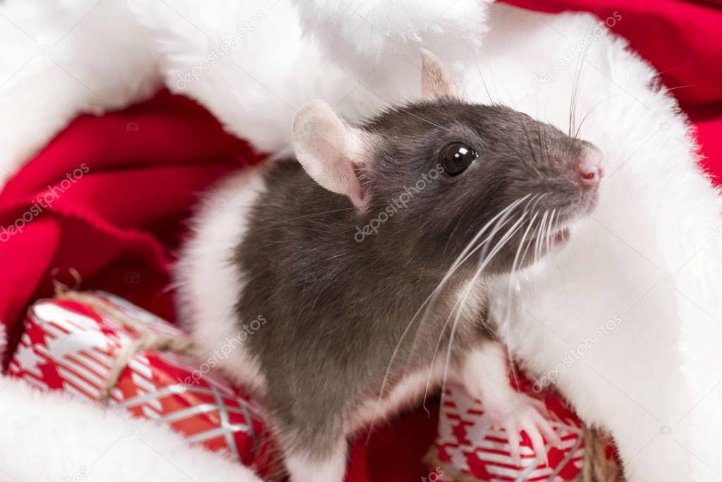 Close up of cute rat looks out of red christmas hat. Rat is symbol 2020 New Year. Cute rat is sitting in a Christmas hat next to gifts and New Year decorations and presents. New Year concept.