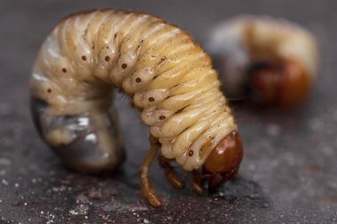 Bok böceği larvaları yakın plan. Böcek larvası olabilir..