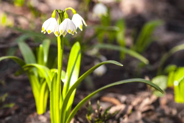 Snowdrop spring flowers.Delicate Snowdrop flower is one of the spring symbols .The first early snowdrop flower.White snowdrop Galanthis in early spring gardens.