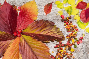 Sonbahar yaprakları arka planda, sonbahar konsepti. Renkli sonbahar yaprakları..