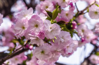 Pembe sakura çiçekler. Sakura çiçek kapatın. Bahar çiçeği.