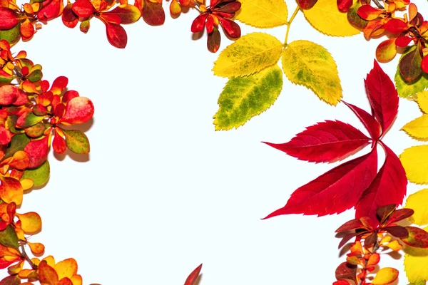 Herbstblätter auf weißem Hintergrund, Herbstkonzept. Bunte Herbstblätter. — Stockfoto