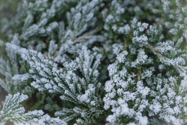 Gelo sui rami in inverno. Paesaggio invernale. Sfondo invernale con foglie di alberi di rami di neve. Biglietto di auguri di Natale — Foto Stock