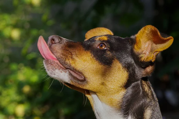 Dog shows tongue on a background of green trees. Cute young dog with tongue hanging out on the street. — 스톡 사진