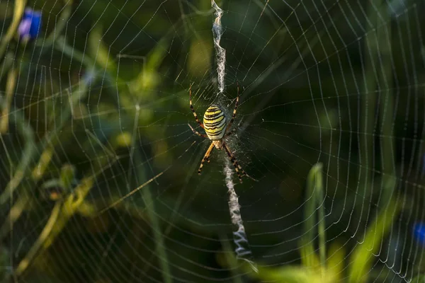 Păianjenul strălucitor colorat ţese o pânză pe ramuri verzi. Păianjen strălucitor multi-colorat. Concentrare selectivă. Close-up . — Fotografie, imagine de stoc