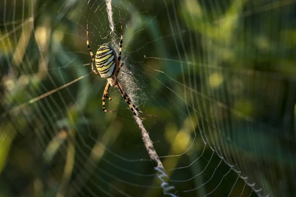 Păianjenul strălucitor colorat ţese o pânză pe ramuri verzi. Păianjen strălucitor multi-colorat. Concentrare selectivă. Close-up . — Fotografie, imagine de stoc