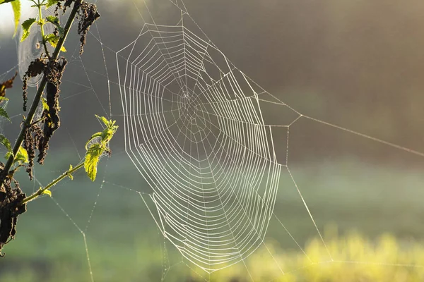 Păianjenul strălucitor colorat ţese o pânză pe ramuri verzi. Păianjen strălucitor multi-colorat. Concentrare selectivă. Close-up . — Fotografie, imagine de stoc