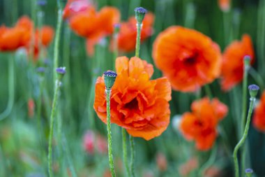 Haşhaş tarlasında. Bir yaz güneşli bir günde bir alanda kırmızı haşhaş. Yaz ve bahar, manzara, haşhaş tohumu. Afyon haşhaş, botanik bitki, ekoloji. İlaç ve aşk zehirlenmesi, afyon, tıbbi.