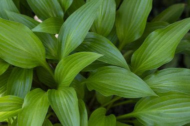 Büyük yeşil yapraklar. Hosta bitkisi bahçede. Yakın yeşil yaprak arkaplanı.