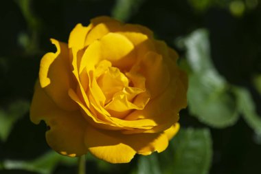 Bahçede sarı gül çiçeği. Güneşli bir yaz gününde gül çiçekleri. Güneşli bir yaz gününde bir bahçede narin sarı gül yakın.