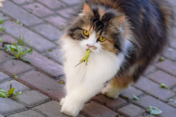 Кот поймал ящерицу. Мир кошек. Котёнок и ящерица. Котёнок хищник. .Closure-up
.