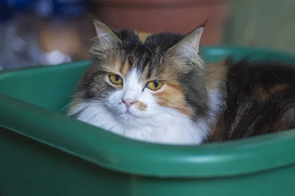 Κοντινό πλάνο μιας γάτας σε μια βάση.Τρεις έγχρωμες γάτες κάθονται σε μια πράσινη λεκάνη για πλύσιμο. — Φωτογραφία Αρχείου
