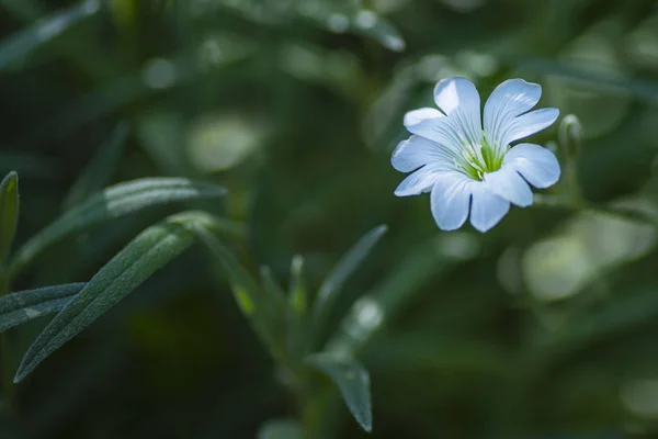 Małe białe kwiaty las, latem piękne kwiatowe tło, Selektywny fokus — Zdjęcie stockowe