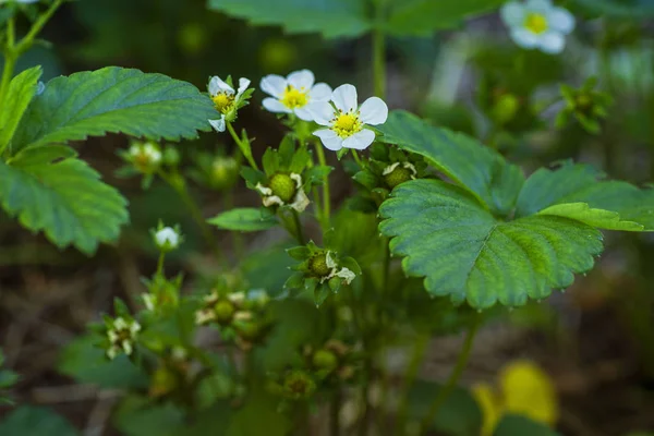 Arbusto floreciente de fresas silvestres con hojas. Flores blancas son estambres amarillos fresa . — Foto de Stock