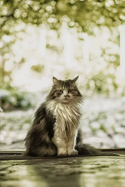 Drie gekleurde katten. Kat met gele ogen, Schattige kat.Een driekleurige kat met gele ogen zit bij de ingang van het huis. De jager. — Stockfoto