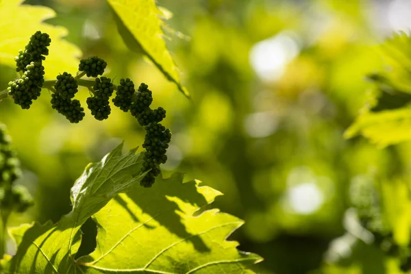 Grape flowers. Green flowers of grape.Small fresh green leaves of grapevine. Close-up of flowering grape vines, grapes bloom during day. — Stock Image Grape flowers. Green flowers of grape.Small fresh green leaves of grapevine. Close-up of flowering grape vines, grapes bloom during day. Royalty Free Stock Images