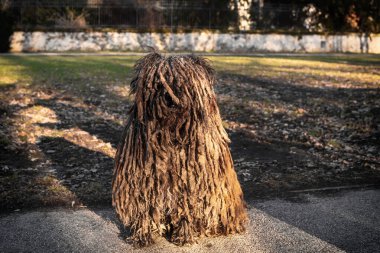 Komondor Macar çoban köpeği parkta yürüyor. Macar çoban köpeği, Macaristan 'ın ulusal hazineleri. Tüylü köpek.