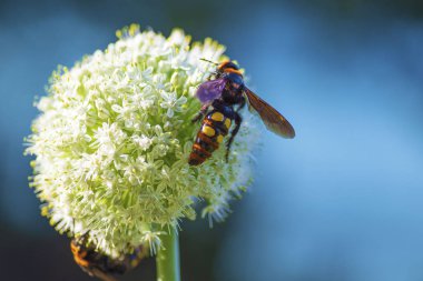 Megascolia maculata. Mamut wasp. Soğan çiçeğinde scola devi bir wasp. Scola lat. Megascolia maculata pullu giller ailesinden büyük eşek arıları türüdür. .