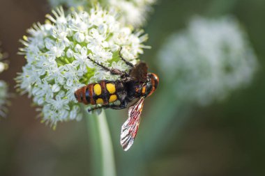 Megascolia maculata. Mamut wasp. Soğan çiçeğinde scola devi bir wasp. Scola lat. Megascolia maculata pullu giller ailesinden büyük eşek arıları türüdür. .