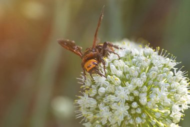 Megascolia maculata. Mamut wasp. Soğan çiçeğinde scola devi bir wasp. Scola lat. Megascolia maculata pullu giller ailesinden büyük eşek arıları türüdür. .