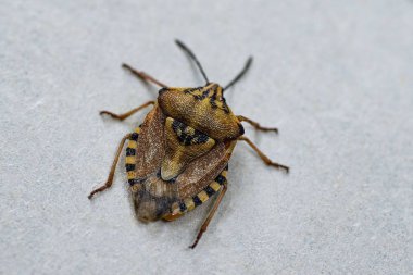 Kahverengi marmorated koku böcek Halyomorpha halys. Copyspace ile düz arka planda, gri arka plan üzerinde yakın. Böcekler küçüktür.