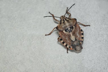 Kahverengi marmorated koku böcek Halyomorpha halys. Copyspace ile düz arka planda, gri arka plan üzerinde yakın. Böcekler küçüktür.
