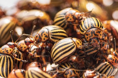 Colorado böceği genç bir patates yaprağını yiyor. Colorado patates böceği arka planda. Birçok Colorado patates böceği..