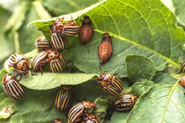 Patates böcekleri doğadaki patates yaprakları, doğal arka plan, yakın görüş.