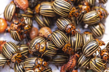 Doğada patates yaprakları patates böcek, doğal arka plan, yakın görünümü. Colorado böceği genç yaprakları bir patates yiyor. Hafif bir arka planda Colorado patates böceği. Birçok Colorado patates böceği.